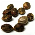 Семена марихуаны АК-47  (Seeds AK-47) в Тихорецке